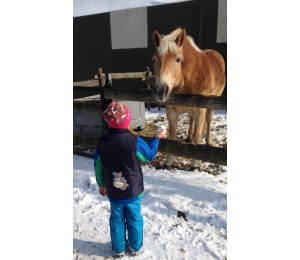Stickdatei - zARTbesaitet - Pferd 